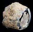 Blue Forest Petrified Wood Limb Section - lb #3285-2